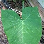 Xanthosoma taioba Hoja