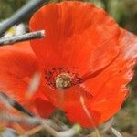 Papaver setiferum花