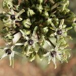 Allium cyrilli Blomst