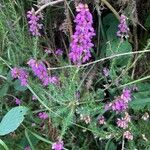 Erica cinerea Foglia