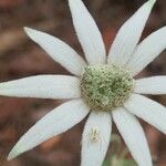 Actinotus helianthi Цветок