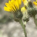 Pilosella ziziana Kukka