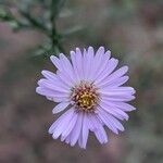 Symphyotrichum laeve Flower