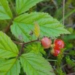 Rubus saxatilis 果