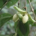 Prestonia mexicana