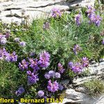 Oxytropis jacquinii Hábito