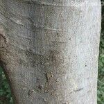 Celtis africana Bark