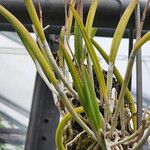 Brassavola nodosa Leaf