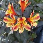 Alstroemeria aureaফুল