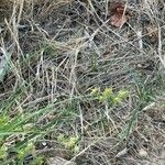 Cenchrus spinifex Fruto