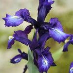 Iris aucheri Flower