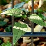 Clematis virginiana Leaf