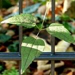 Clematis virginiana Hoja