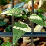 Clematis virginiana Feuille