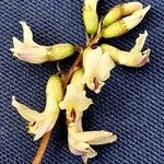 Astragalus australis Flower