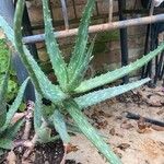 Aloe nyeriensisCelota