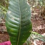 Pycnandra sessilifolia Leaf