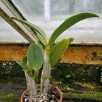 Cattleya warscewiczii Συνήθη χαρακτηριστικά