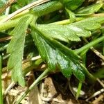 Potentilla erecta Other