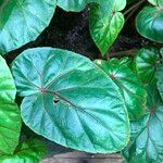 Begonia handelii Folha