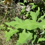 Prenanthes purpurea Folio