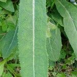 Lactuca virosa Blad