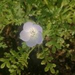 Nemophila phacelioides Цвят