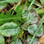 Hieracium venosum Leaf