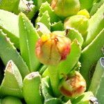 Acrodon bellidiflorus Blüte