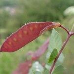 Cytisophyllum sessilifolium Plod