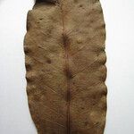 Chrysophyllum lucentifolium Otro