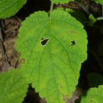 Scutellaria ovata Leaf