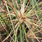 Spinifex littoreus Leaf