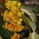 Byrsonima crassifolia 花