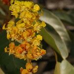 Byrsonima crassifolia Fleur