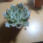 Echeveria colorata List