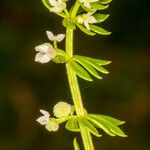 Galium verrucosum फल