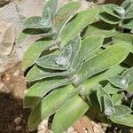 Tradescantia sillamontanaFrunză