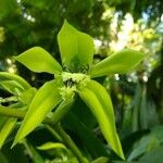 Coelogyne pandurata Blomst
