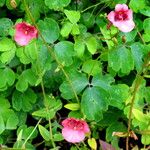 Diascia barberae Habitatea