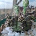 Gymnocalycium mihanovichii 叶