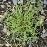 Cyperus michelianus Habit