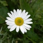 Leucanthemum vulgareЦветок