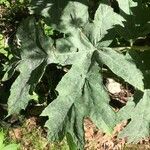 Heracleum lanatum Листок