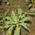 Verbascum niveum List