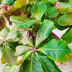 Terminalia catappa List