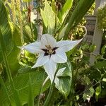 Gladiolus murielae Flor