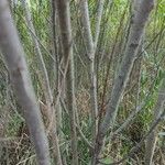 Salix exigua Corteza