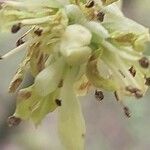 Corylopsis spicata Blomst