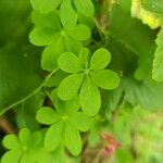 Tropaeolum pentaphyllum Hoja
